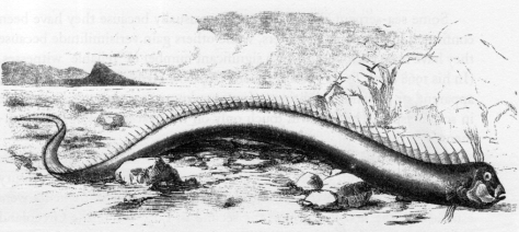 Oarfish that washed ashore on a Bermuda beach in 1860: The fish was 16 ft (4.9 m) long and was originally described as a sea serpent. It was even suggested by the The Inverness Courier in 1933 that sightings of the Loch Ness Monster were actually oarfish. Source: Wikimedia Commons
